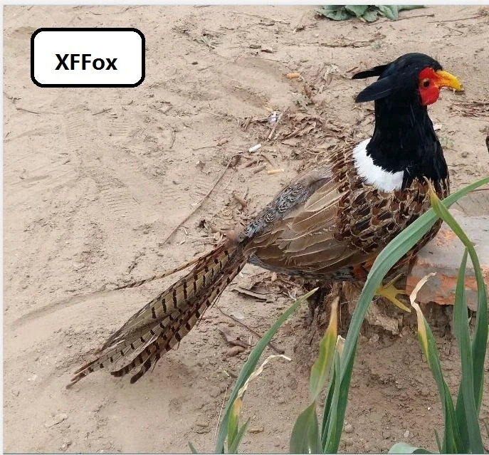 

new real life pheasant model foam&feather simulation black head Pheasant bird gift about 50cm xf2469