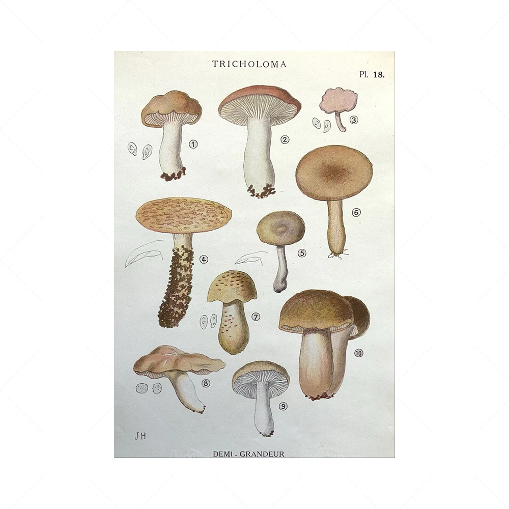 Antique 1919 WILD MUSHROOM Picking Fungi Funghi French Print Iconographie des