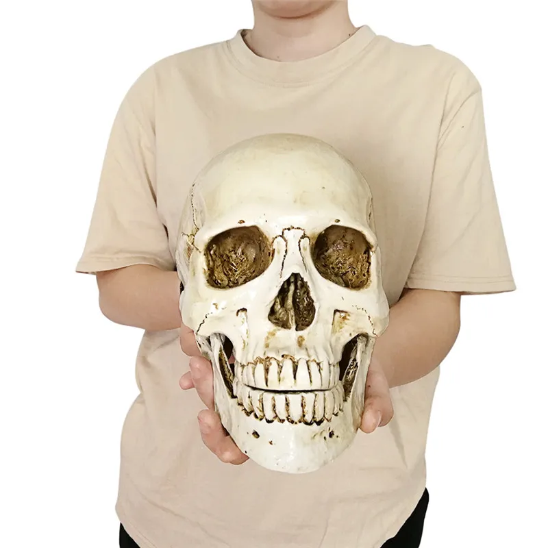 High Quality 1PC Resin Human Head Replica Medical Model Lifesize Halloween Home Decoration Decorative Craft Skull