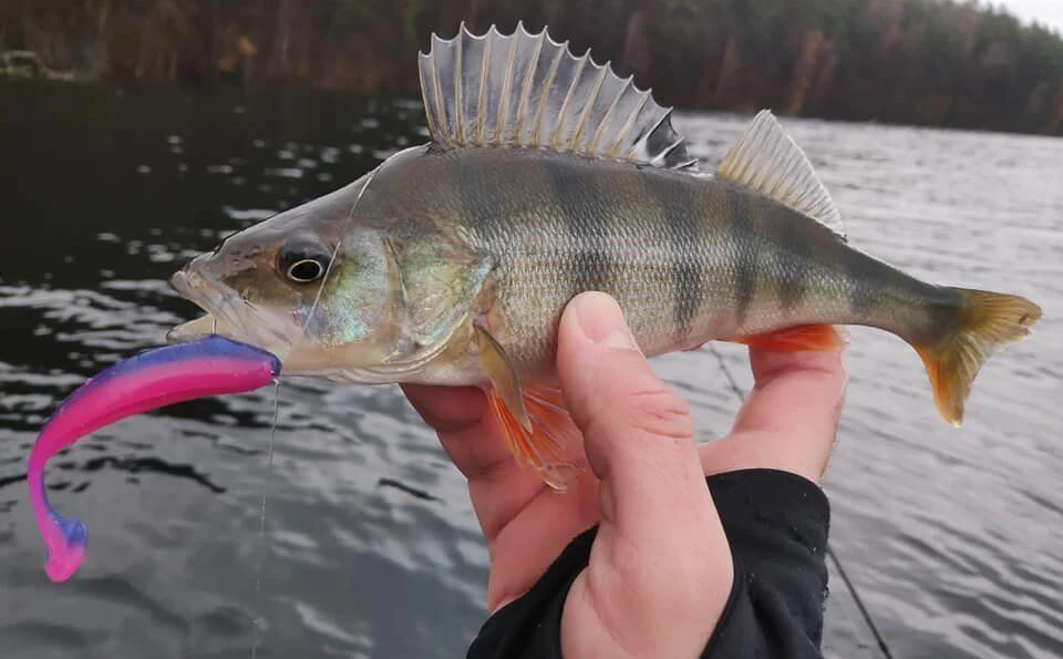 TSURINOYA 65mm 75mm T Schwanz Wrom Angelköder Weicher Köder Künstliche Köder Tackle Jerkbaits Hecht Bass – Detail 17