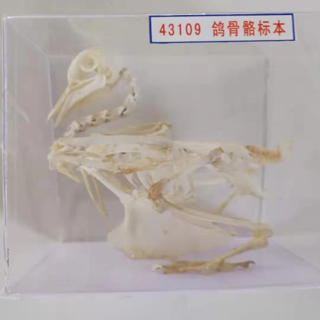 

Complete Pigeon Skeleton Specimen Animal Bone Ornaments Retro Decoration Personalized Decor Antique Home Decor