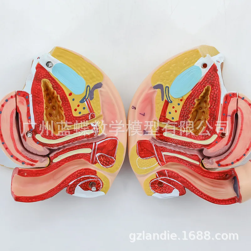 4 Parts 1:1 Life Sized Female Reproductive Anatomy Model Uterus Genitals with Details of The Internal Structure