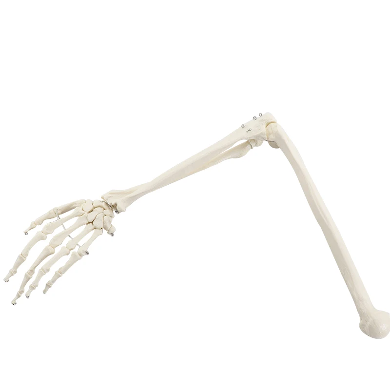 Human Upper Limb Arm and Radius Hand Bone Anatomy Model Medical Science Teaching Resources Drop Shipping