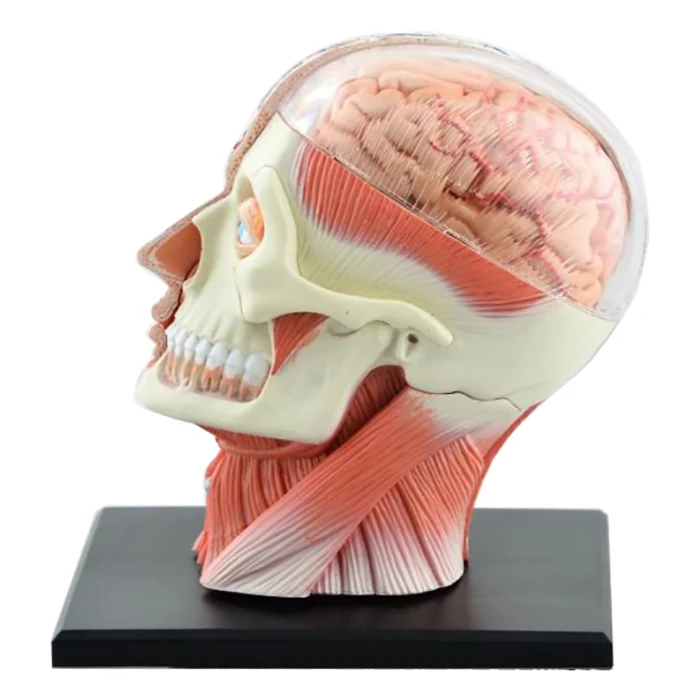 4D Assembled Humans Skeleton Anatomical Model Brain Nasal Oral Pharynx Larynx Cavity Model Anatomia Exploded Skull Education Toy