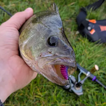 12 best sales Shad Teez - №8