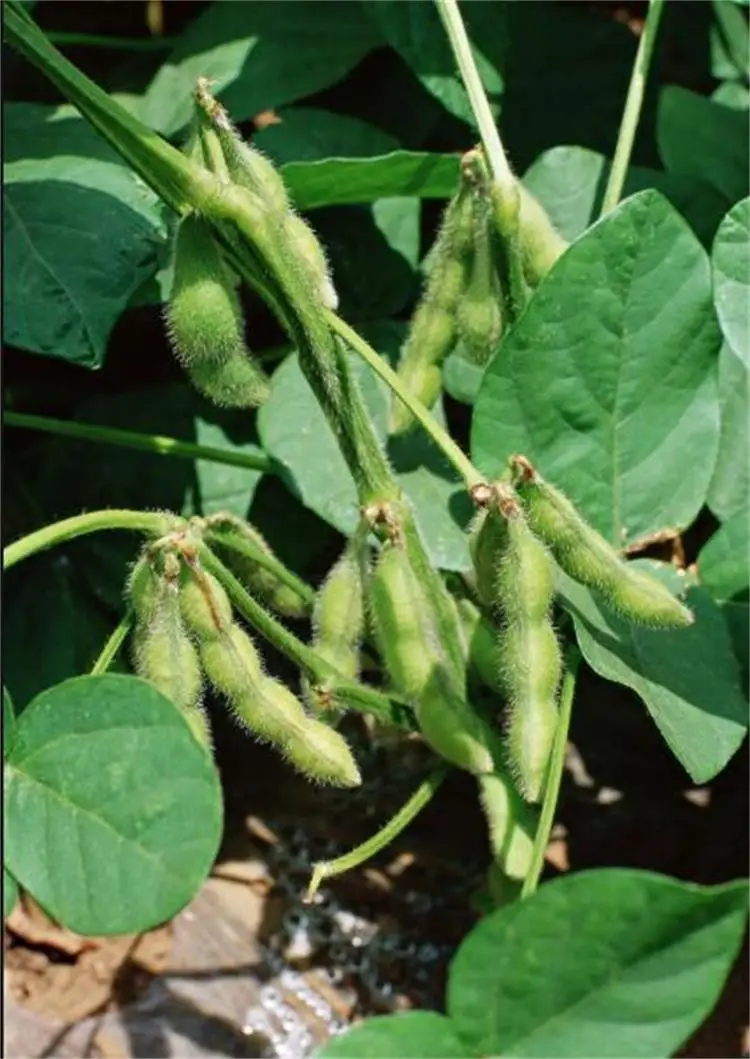 중국 공급 녹색 콩 따기 기계 상업 완두콩 피커 기계