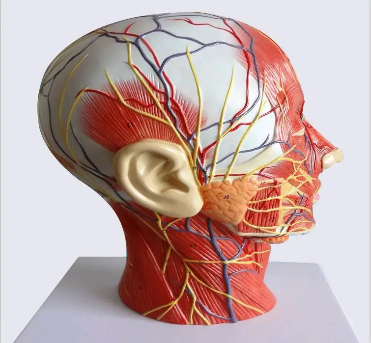 

Human,skull with muscle and nerve blood vessel, head section brain, human anatomy model. School medical teaching