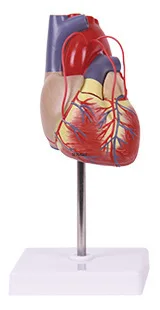 

Medical model heart bypass model general cardiovascular model for medical teaching