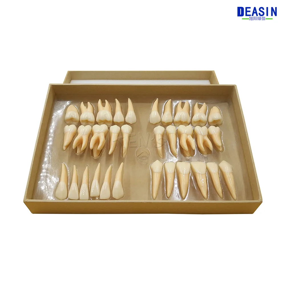 

Good Quality 2.5 times 32pcs adult Communication Models Dental gift Tooth permanent teeth model Dentistry