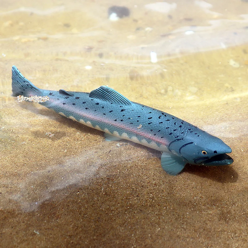 Oenux Meer Leben Tiere Modell Action-figuren Ozean Fisch Segelfisch Bass Zacker Lachs Aquarium Figuren PVC Pädagogisches Kinder Spielzeug – Detail 16