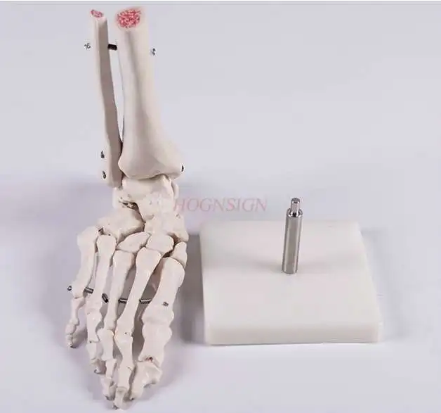 human foot bone model, toe joint bone model ，Foot bone medical teaching aids, finger joint teaching,