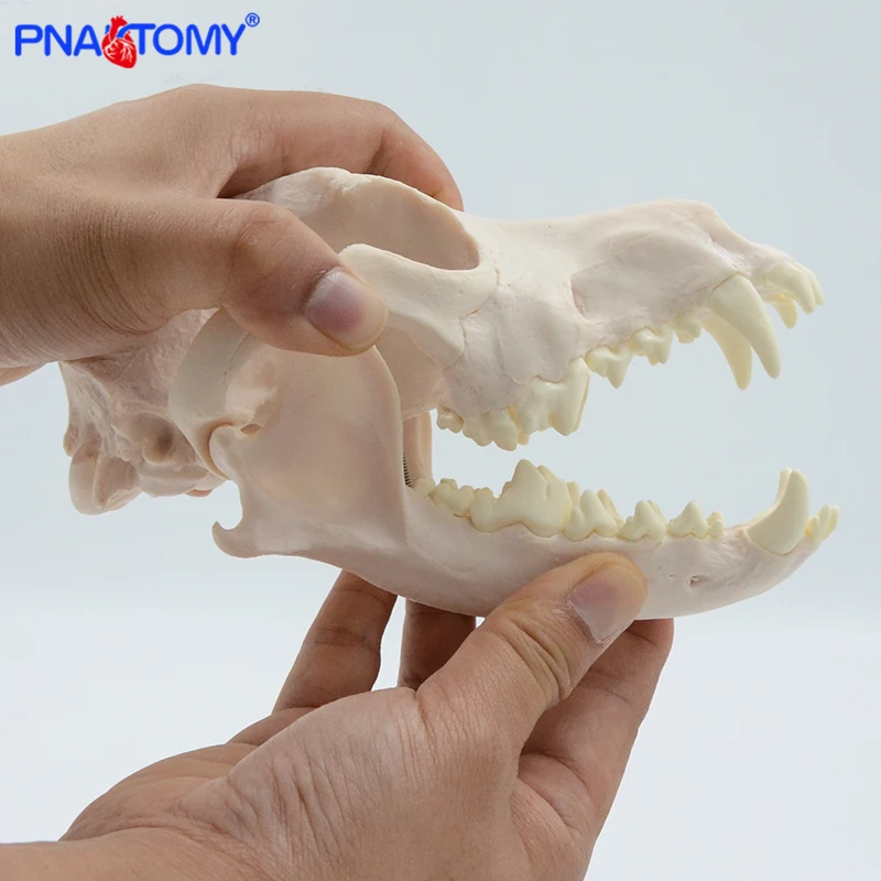 Teschio canino modello teschio di cane 1:1 denti staccabili di dimensioni naturali anatomia animale attrezzatura educativa anatomica strumento