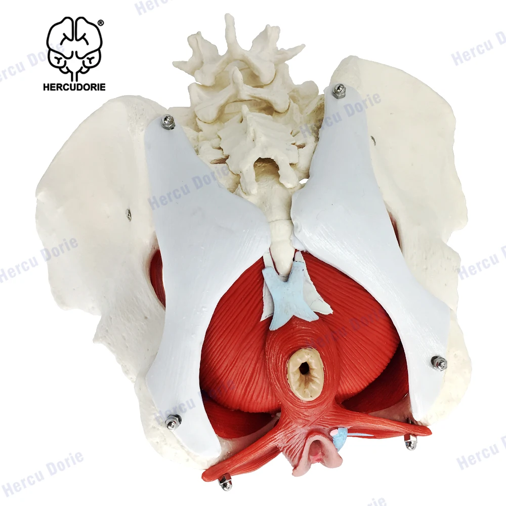 Vrouwelijke Bekken En Perineum Model Met Verwijderbare Organen, Magnetische Montage, Vrouwelijke Bekkenbodem Spier Anatomisch Model & Baarmoeder