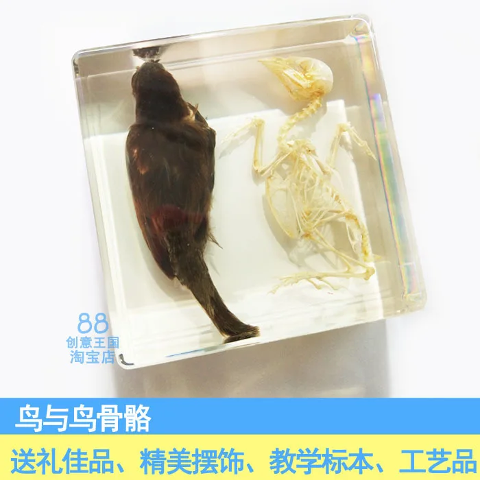 

Bird And Bird Bones Animal Specimen Artificial Amber Paperweight Resin Arts And Crafts Gift Teaching Articles