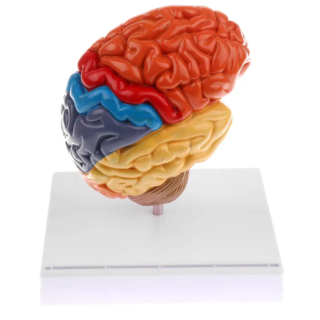 Human Left Anatomical Brain Structure Pathology Model Brain Anatomy Skeleton Medical Skull Teaching Tools