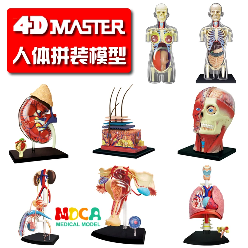 4d master puzzle Assembling toy human body organ anatomical model medical teaching model 8 Species selection