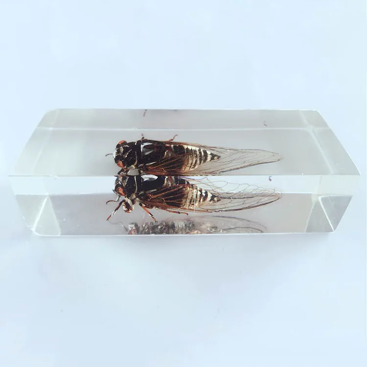 Biological Insect Specimens Real Cicadas Specimen Models Creative Resin Craftwork Cicadas Appearance Anatomy Teaching Aids