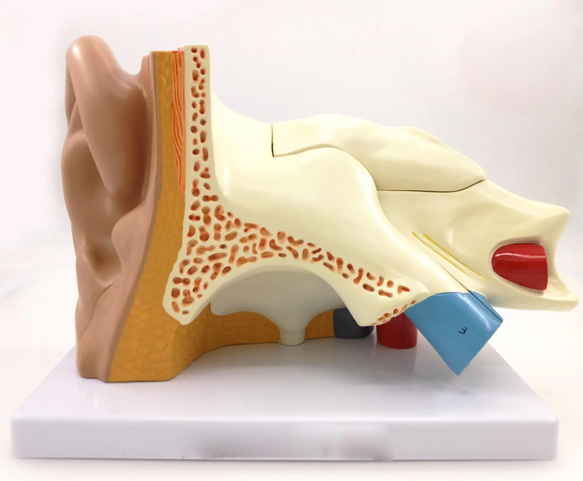 

Human Ear Anatomy Medical Model Teaching Aid with Removable Sections Structure Model 5 Parts Teaching Resources