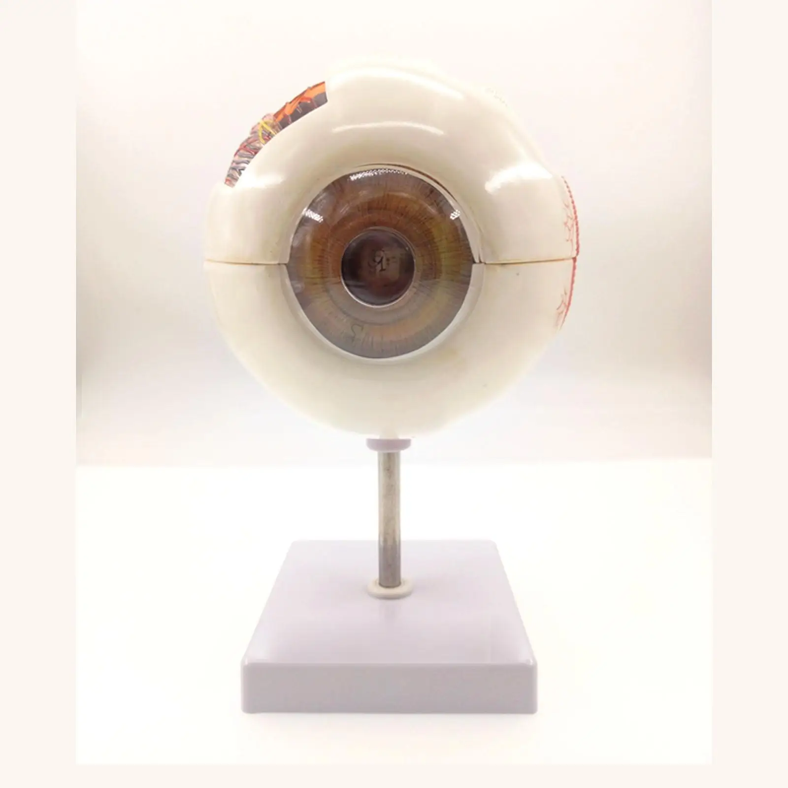 

Human Anatomy Eye Ball Educational Model Training 6X Life Size Enlargement Medical Learning Kit Teaching Resources