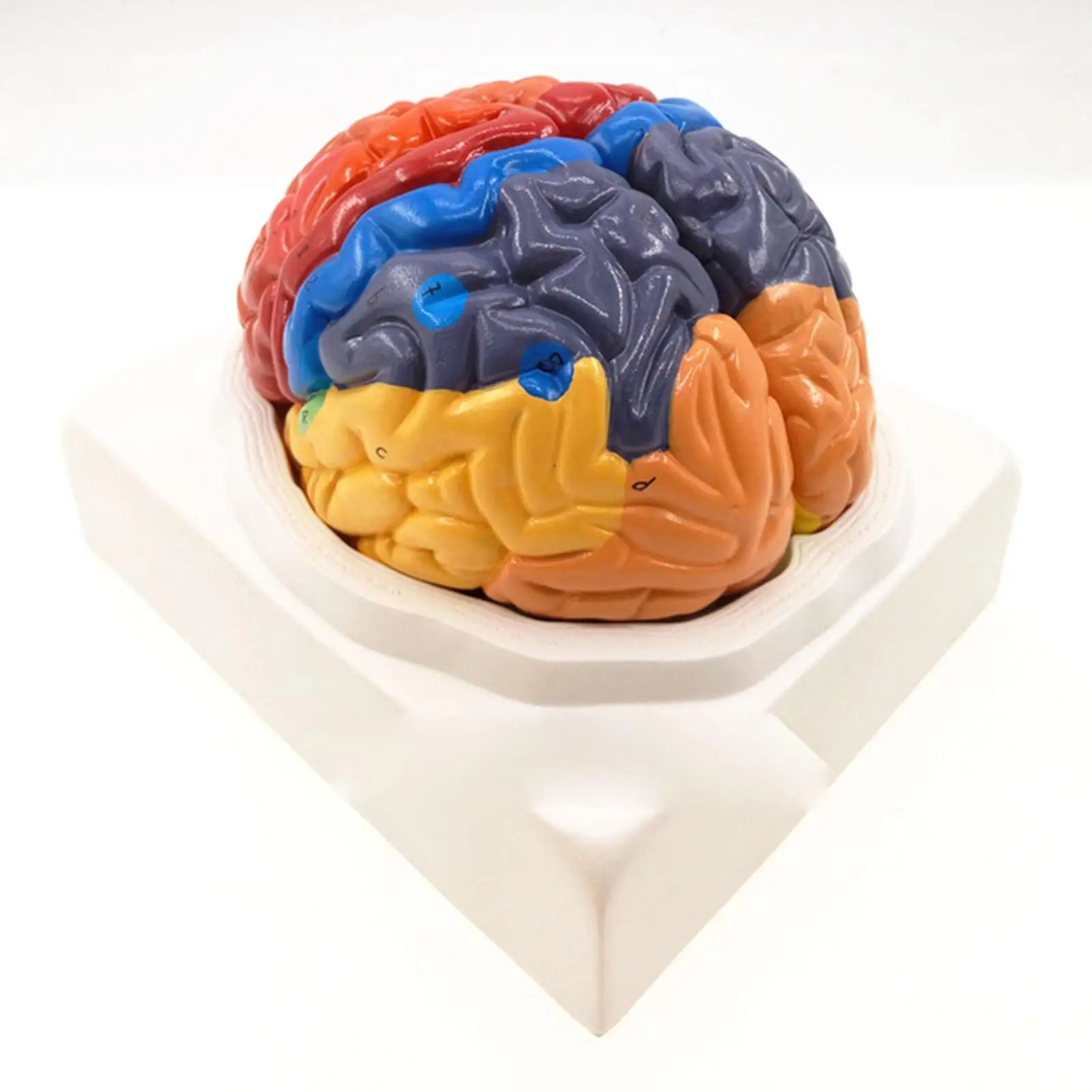 

2 Part Color Human Brain Function Domain Anatomy Anatomical Model Medical Artificial Cerebral Cortex Teaching Resources