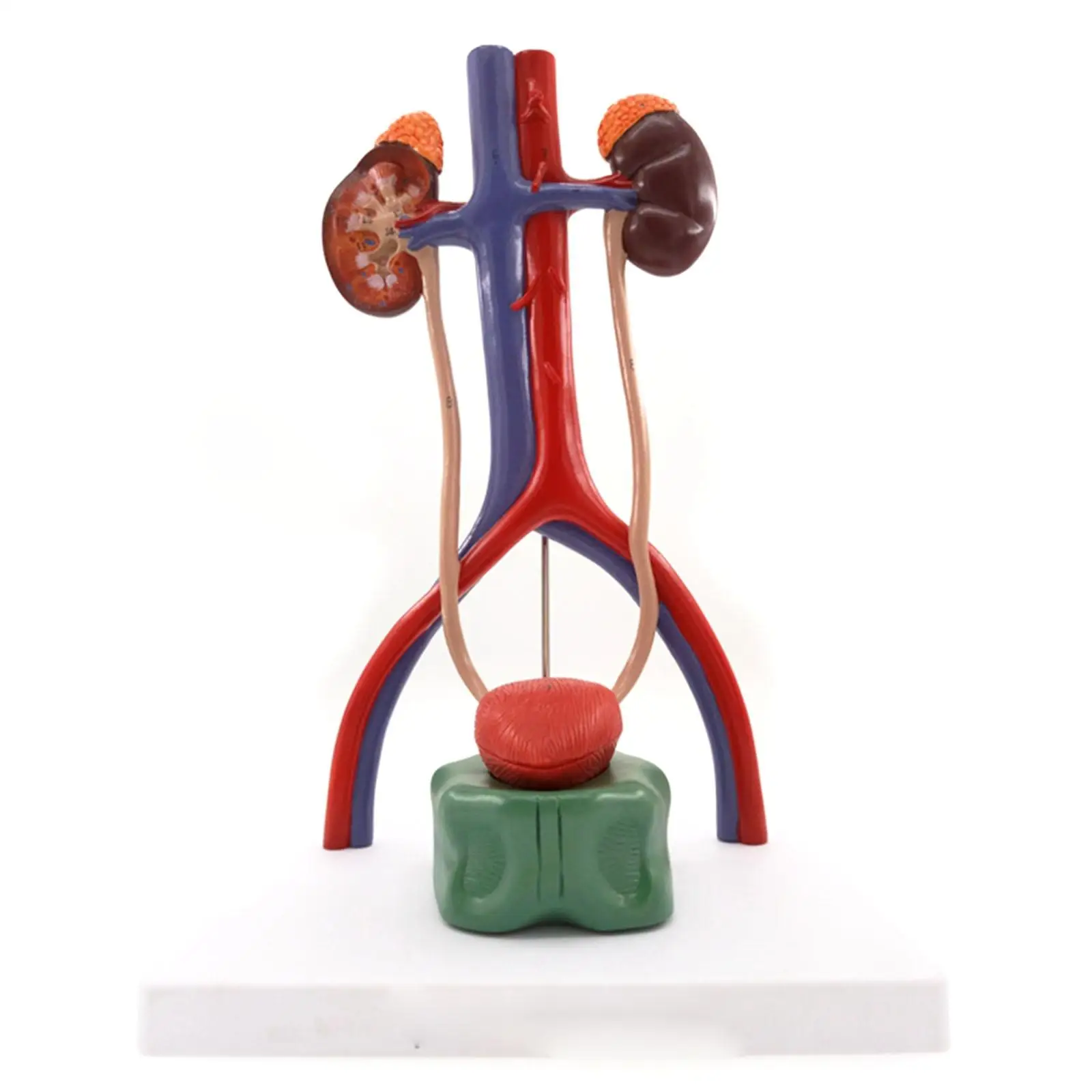 Three Dimensional Urinary System Model With Artery Vein Kidney Anatomy Medical Teaching Resources