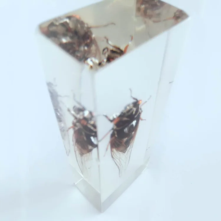 Biological Insect Specimens Real Cicadas Specimen Models Creative Resin Craftwork Cicadas Appearance Anatomy Teaching Aids
