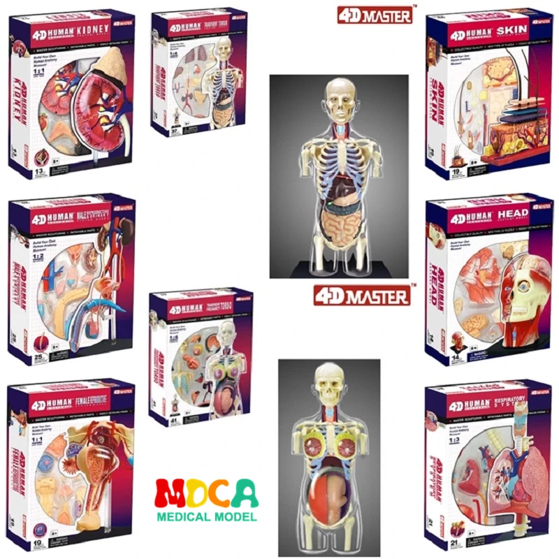 

4d master puzzle Assembling toy human body organ anatomical model medical teaching model 8 Species selection