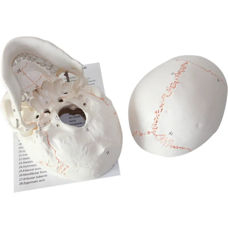 Human Adult skull mould 3 Part - Medical props Anatomical anatomy Model  Teaching Skeleton Head model