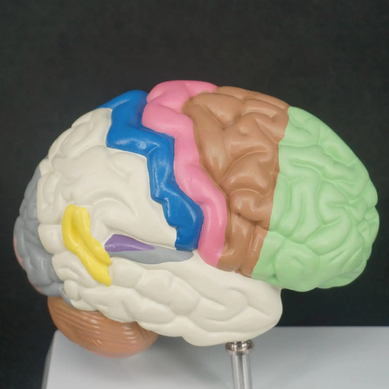 

Color Human Brain Domain Anatomy Anatomical Model Right Brain Medical Function Educational Supplies Teaching Resources