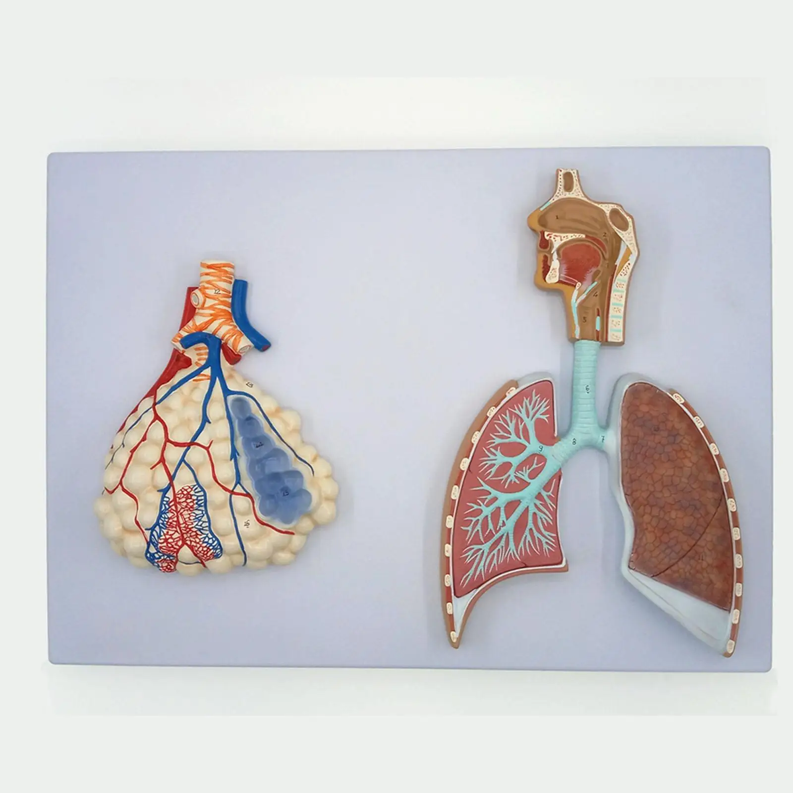 

Human Relief Model of Respiratory System With Pulmonary Alveoli Anatomical Medical Teaching Resources