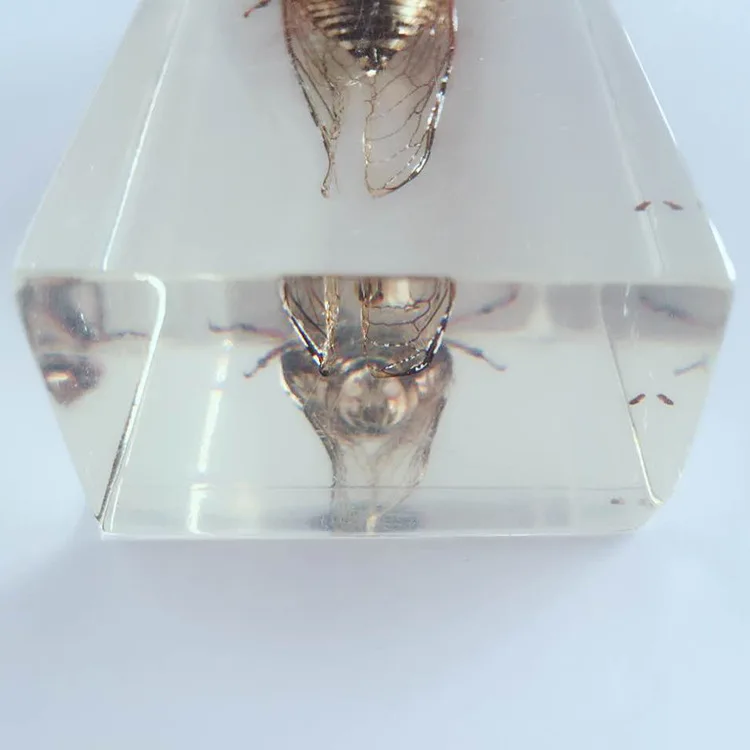 Biological Insect Specimens Real Cicadas Specimen Models Creative Resin Craftwork Cicadas Appearance Anatomy Teaching Aids