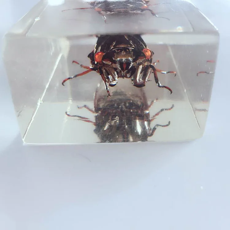 Biological Insect Specimens Real Cicadas Specimen Models Creative Resin Craftwork Cicadas Appearance Anatomy Teaching Aids