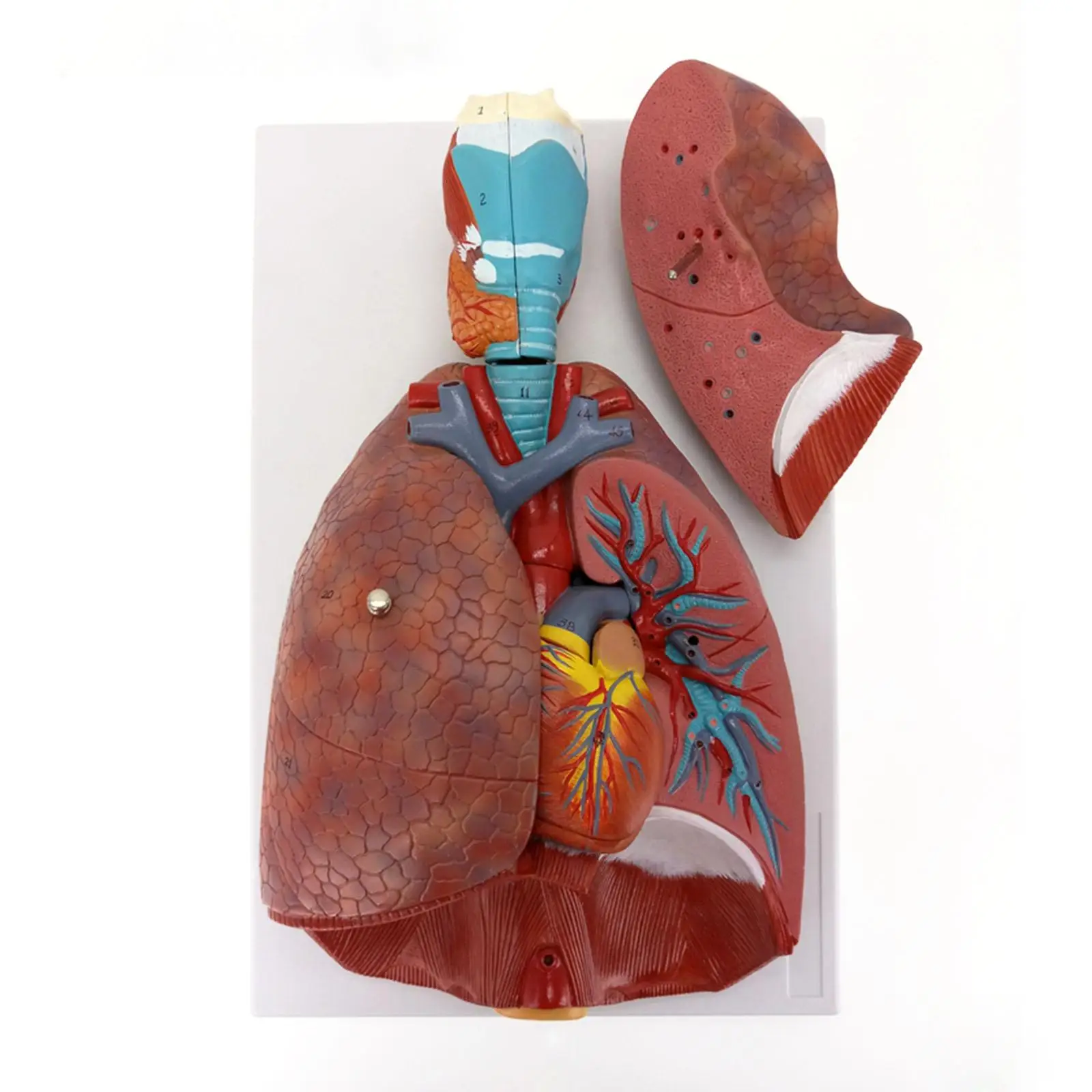 

Human Respiratory System Model 7 parts Larynx Lungs Heart Natural Life Size Three Dimensional Teaching Resources
