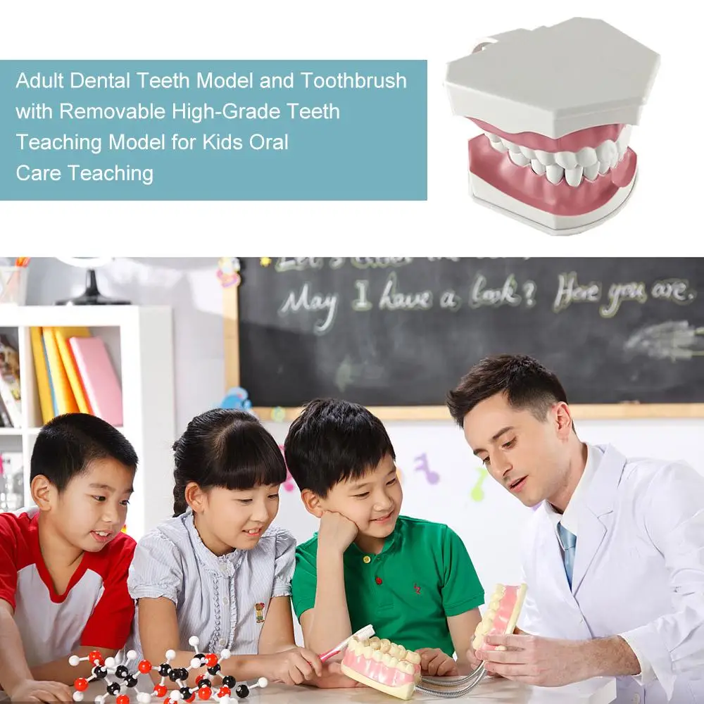 Adult Dental Teeth Model and Toothbrush With Removable High-Grade Teeth Teaching Model for Kids