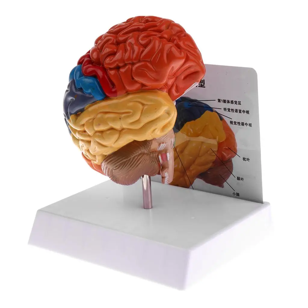 Human Left Anatomical Brain Structure Pathology Model Brain Anatomy Skeleton Medical Skull Teaching Tools