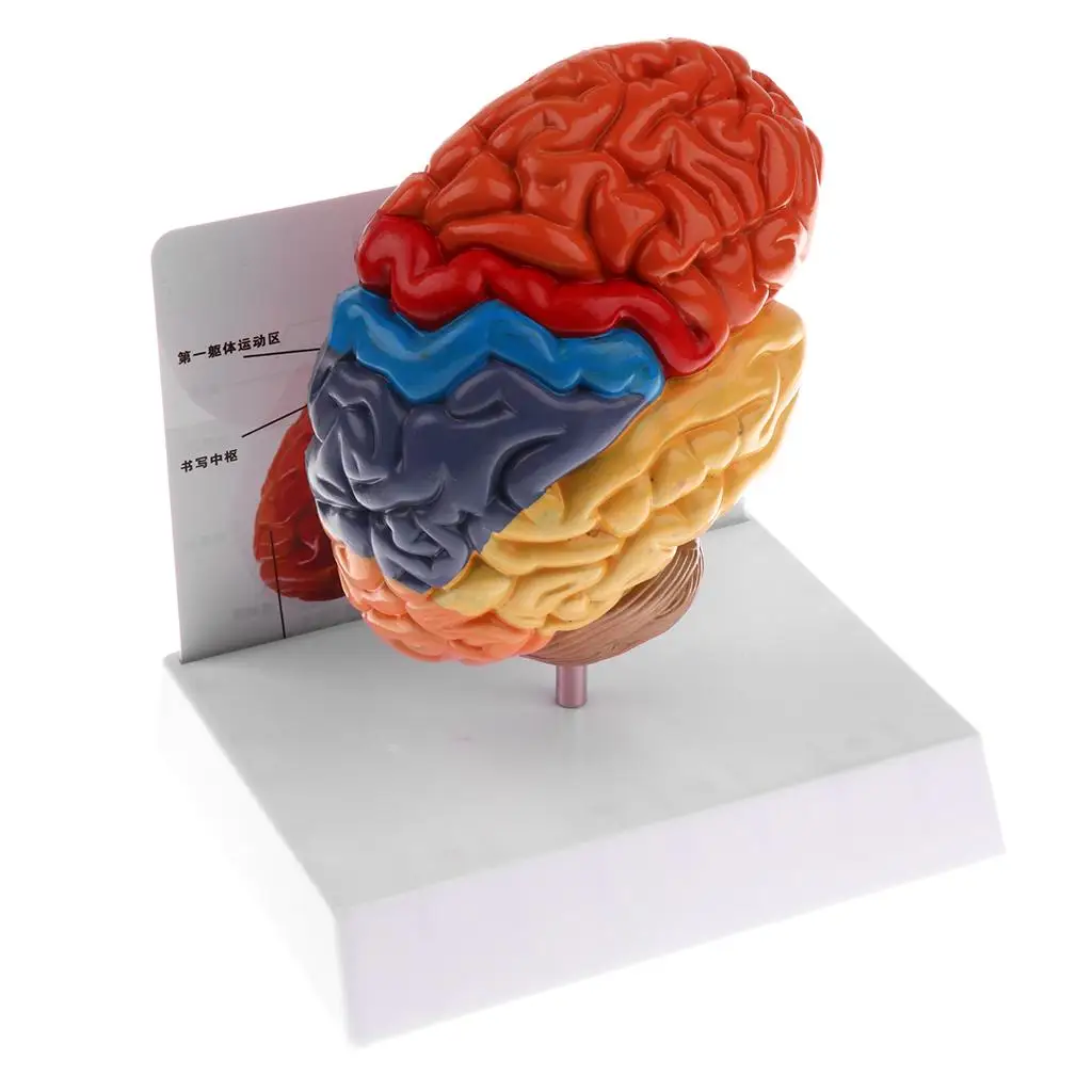 Human Left Anatomical Brain Structure Pathology Model Brain Anatomy Skeleton Medical Skull Teaching Tools
