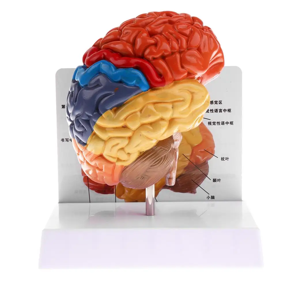 Human Left Anatomical Brain Structure Pathology Model Brain Anatomy Skeleton Medical Skull Teaching Tools