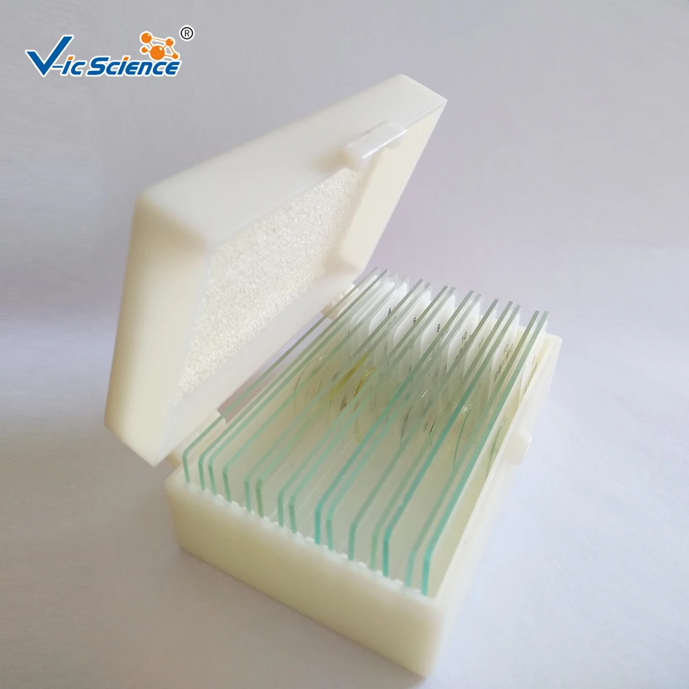 15 Pcs Biologi Pendidikan Siswa Slide