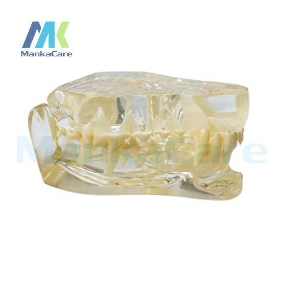 

Manka Care - Dog Dentition Model Oral Model Teeth Tooth Model