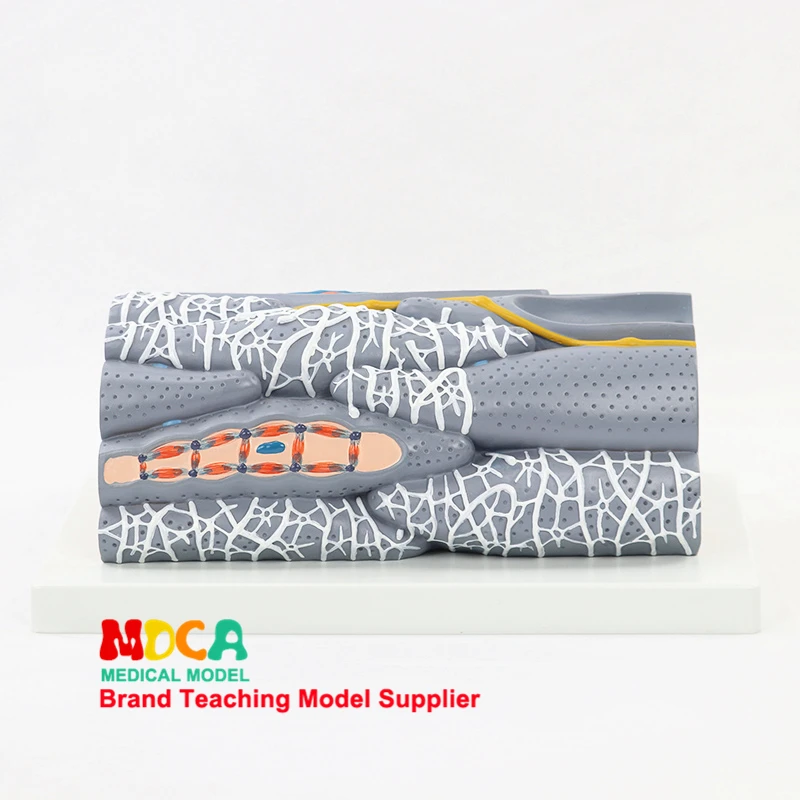 Medical Anatomy Muscle Streamless Rhabdomyomegaly Model Smooth Muscle Classroom Supplies Teaching