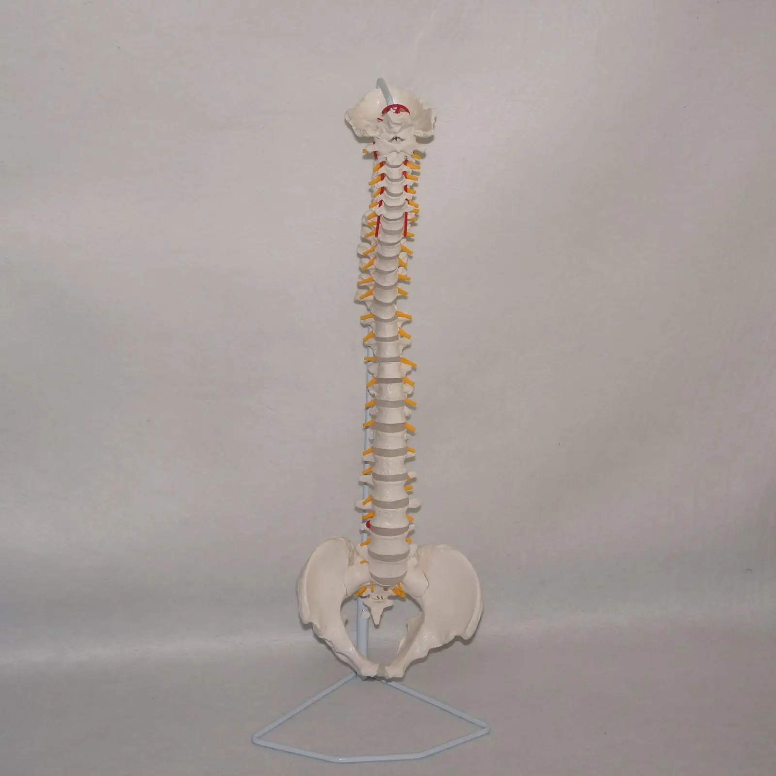 PVC Didactic Flexible Spinal Column Anatomy Model Human Skeleton Specimen Medical Science