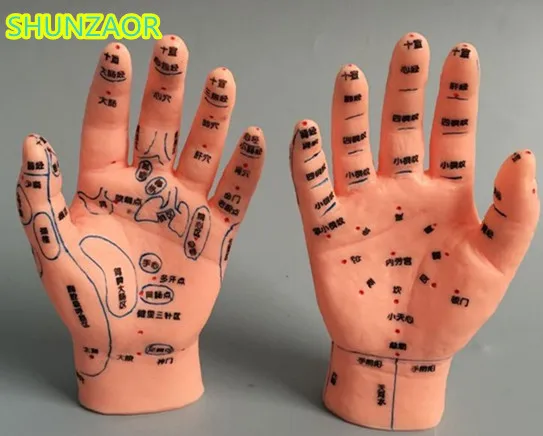 HAND ACUPUNCTURE MODEL 15 CM with right and left hand