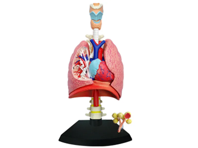 4D Master ducational Toys Assembled Model of Human Lung Anatomy Medical  Respiratory System