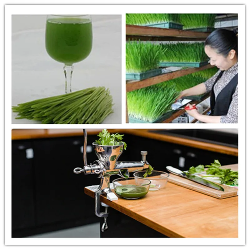 Wheatgrass juicer auger slow squeezer fruits wheat grass vegetable orange juice extractor machine