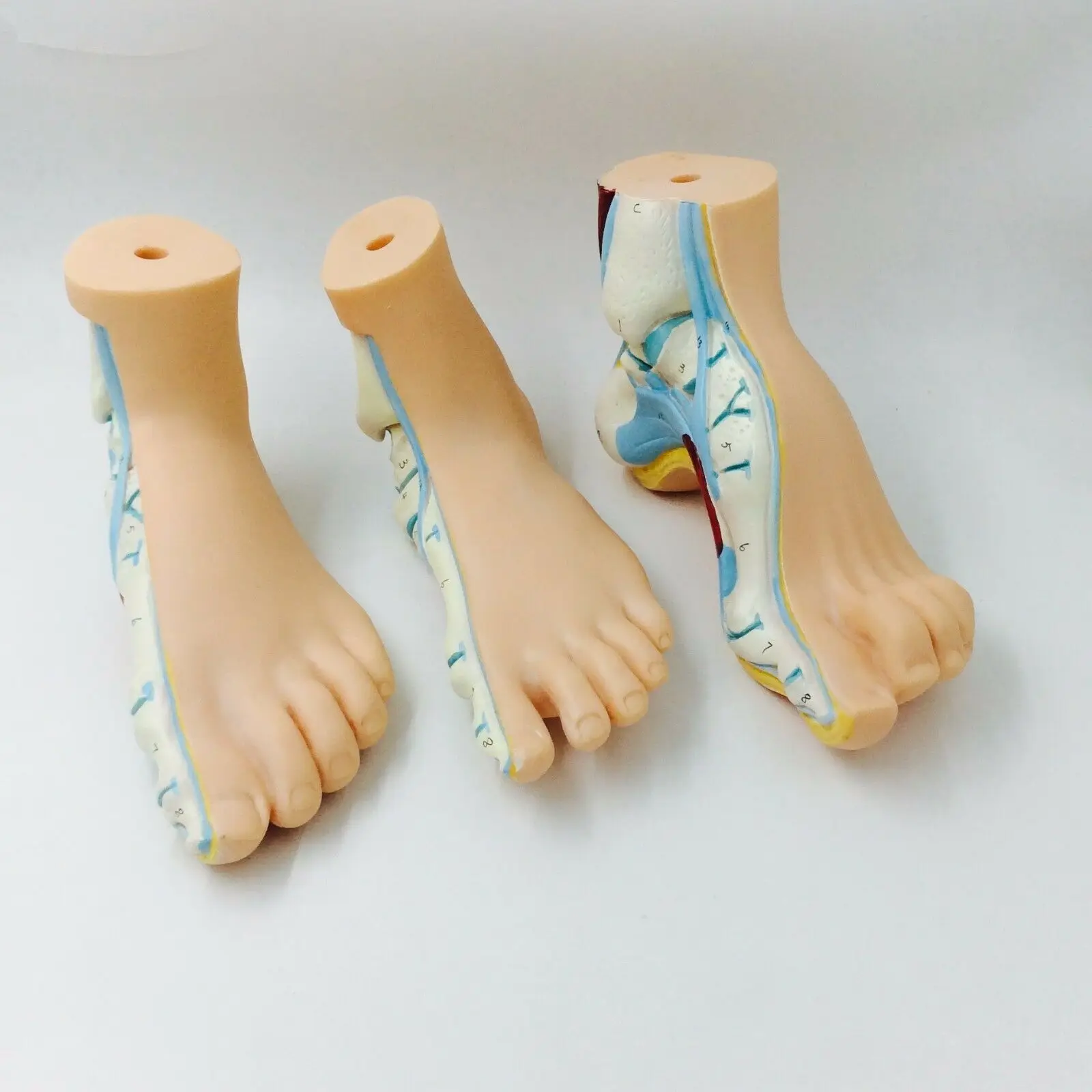 3pcs/set Human Foot Palm Muscle Model Normal Foot Flat Feet Bow Foot Combined Anatomical Model