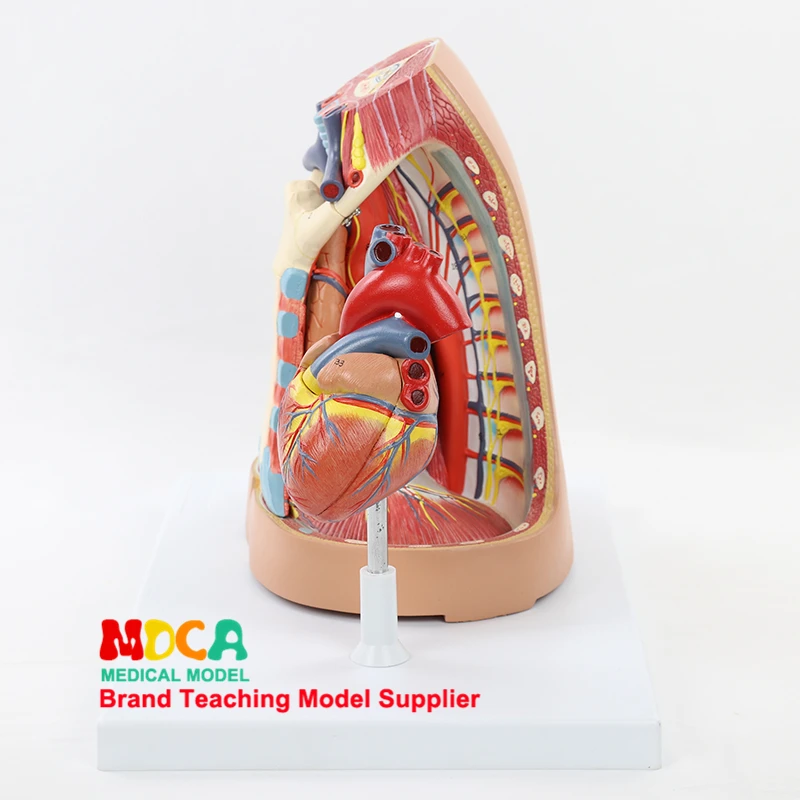 Human Mediastinal Model Pleural Respiratory System Thymus Respiratory Diaphragm Heart Model Medicine Teaching MXG005