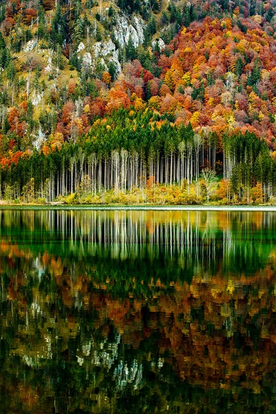 

1000 pieces The wooden puzzles Autumn forest jigsaw puzzle white card adult children's educational toys