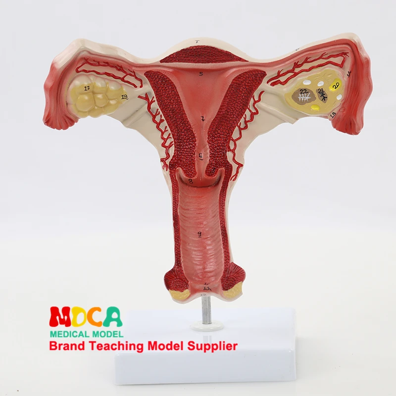 Medical Teaching Of Anatomical Model Of Uterus And Genitalia In Family Planning Of Human Uterus And Reproductive Model