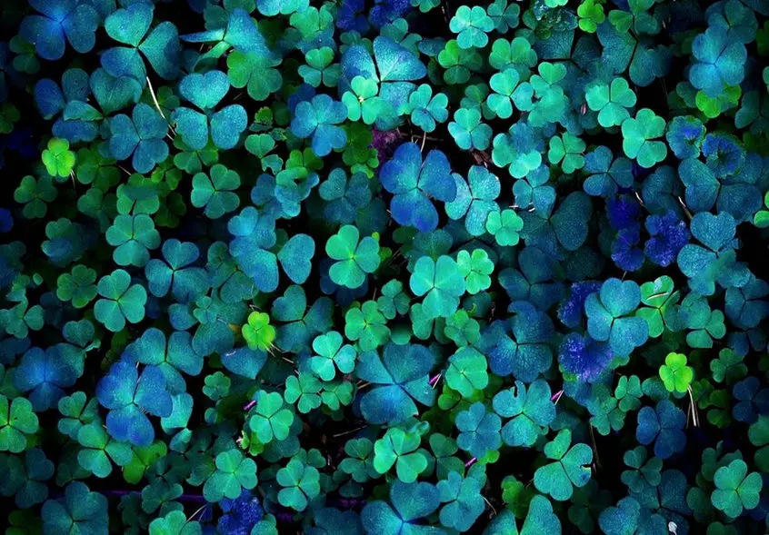 clover Magic Dark Forest backdrop  High quality Computer print party photo studio background