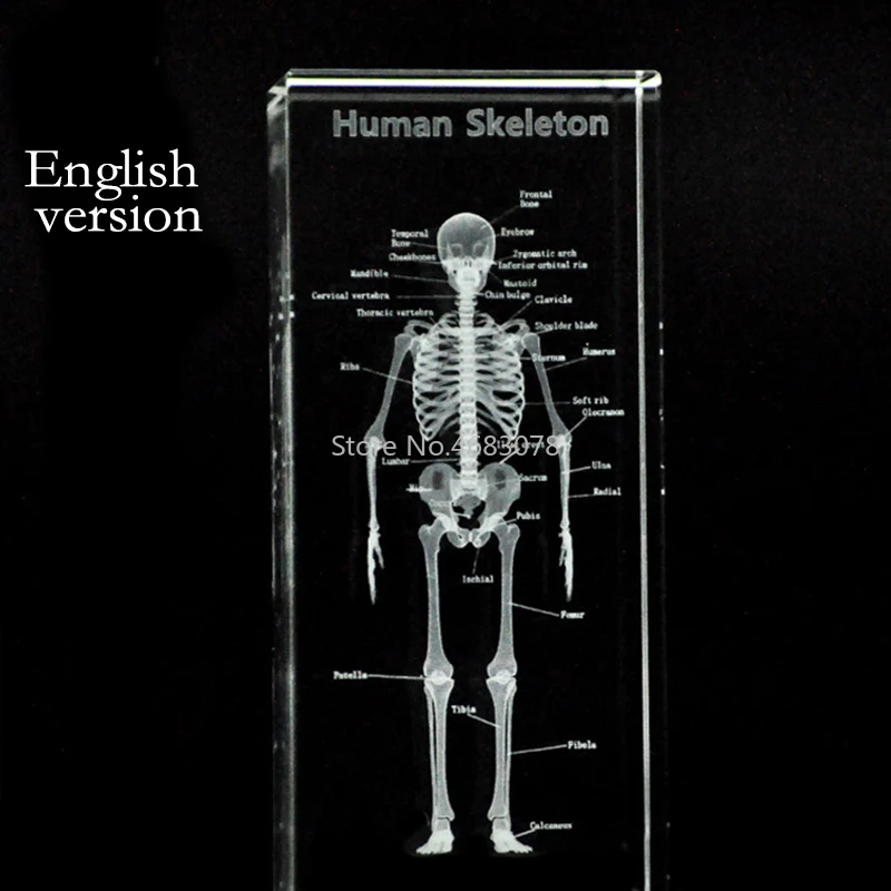 

3D Stereoscopic crystal inner carving Human,skeleton model for Medical teaching supplies or Ideal gift 50*50*120mm